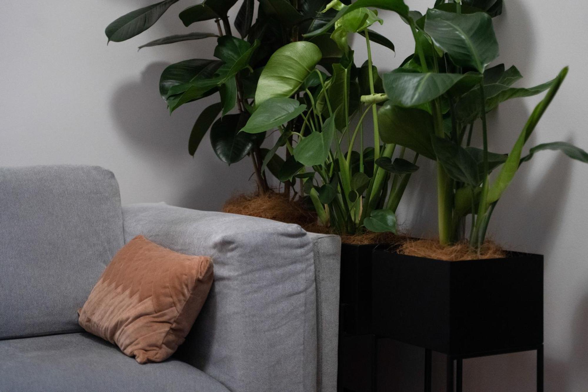 Ludwig - Films & Movies Collection Apartma *